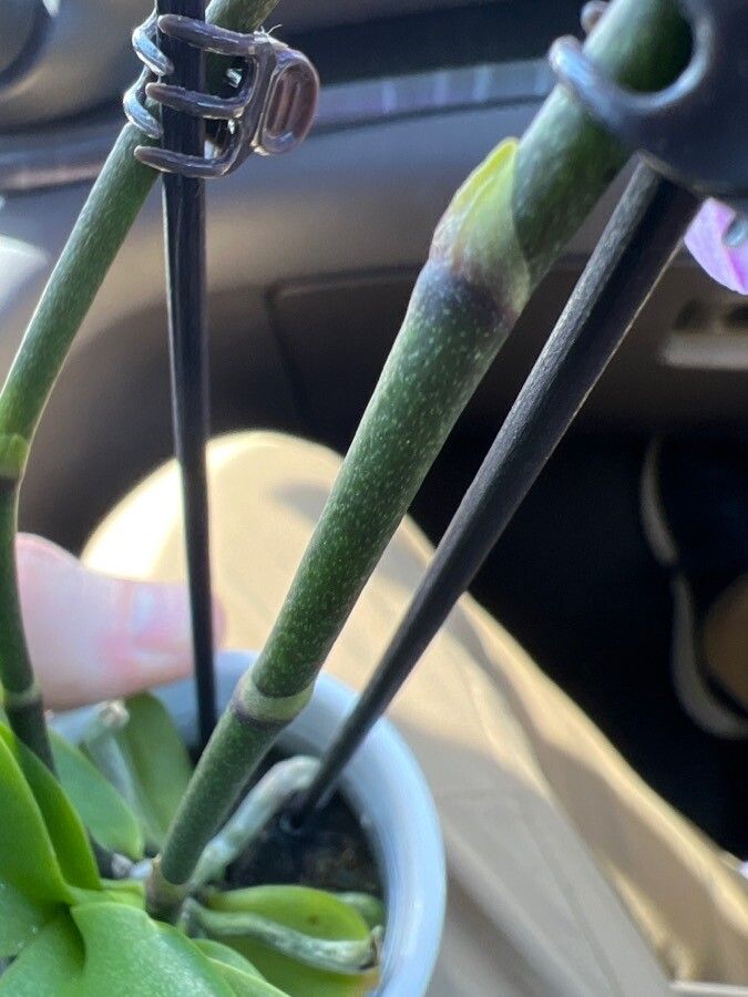 Phalaenopsis × singuliflora bark