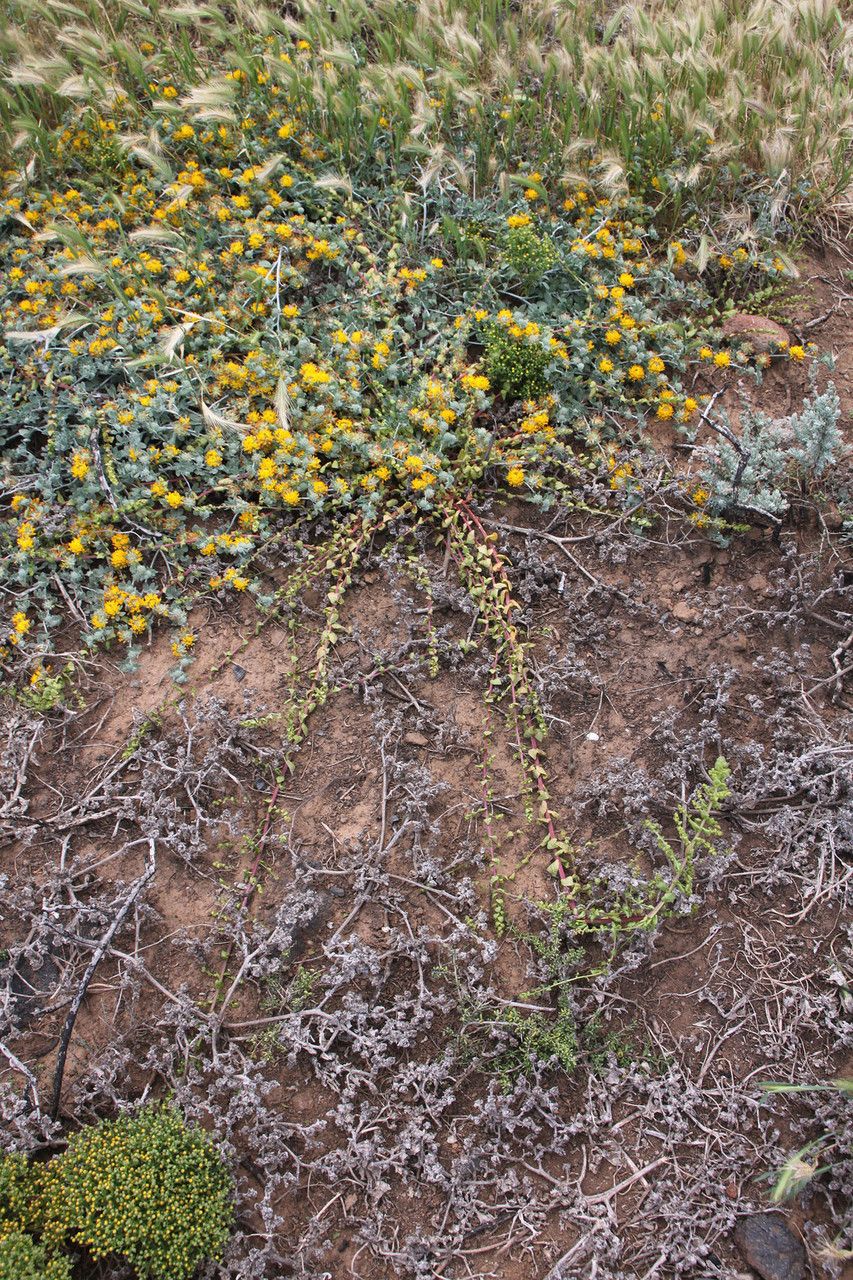 Aphanisma blitoides — houseplant care guide