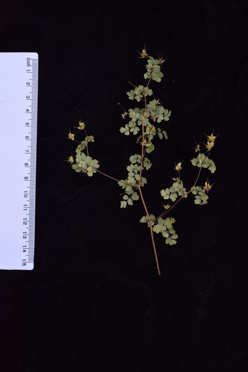Thalictrum platycarpum other