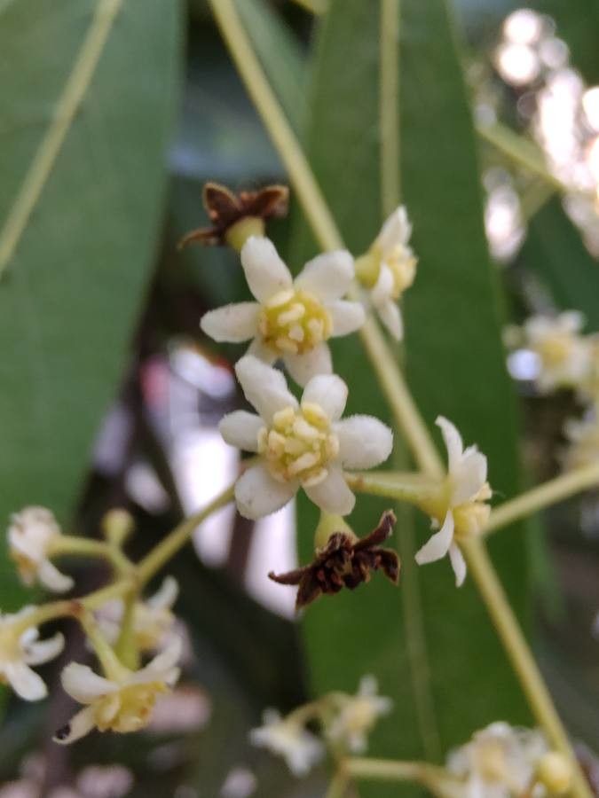 Nectandra megapotamica flower