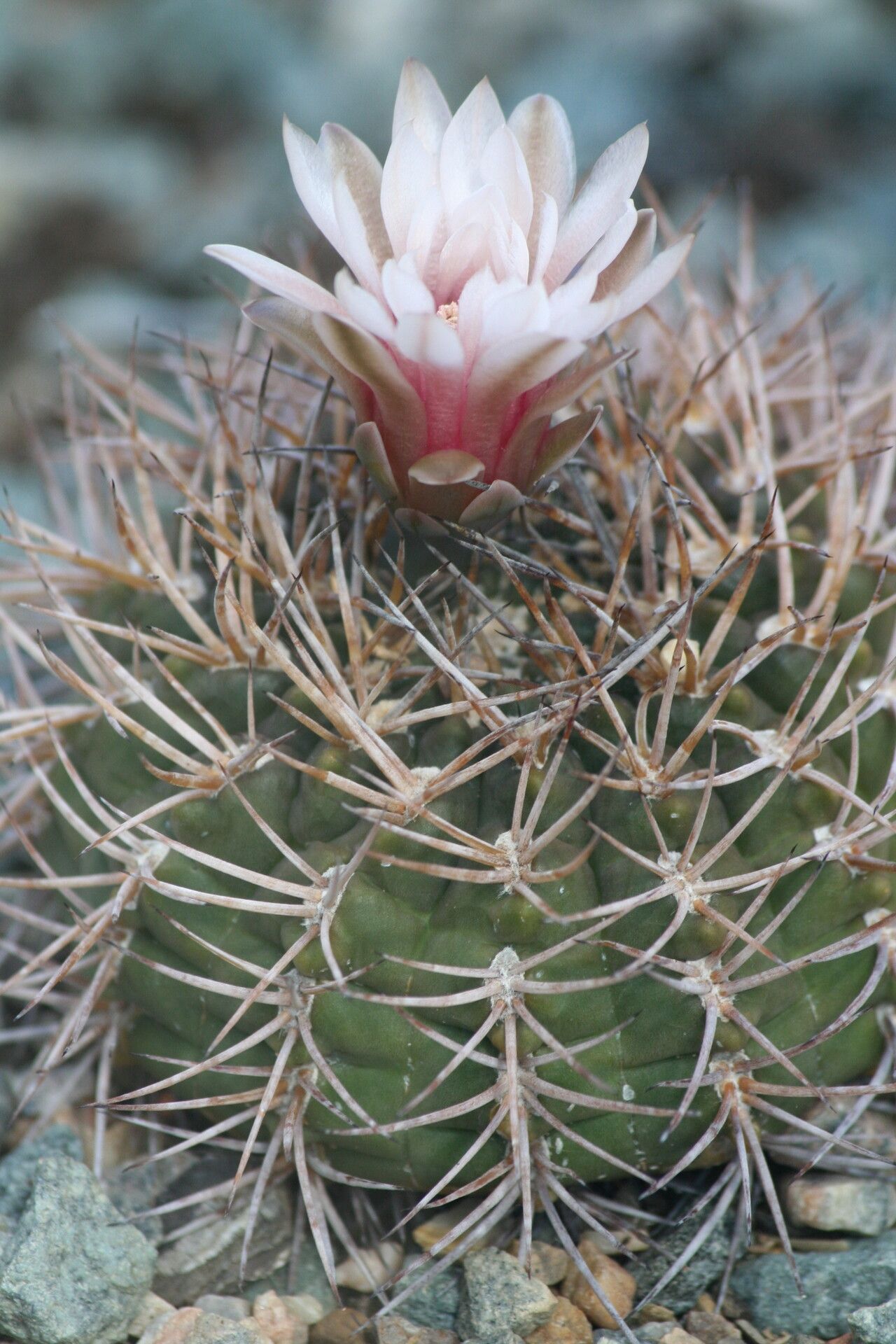Gymnocalycium hybopleurum flower