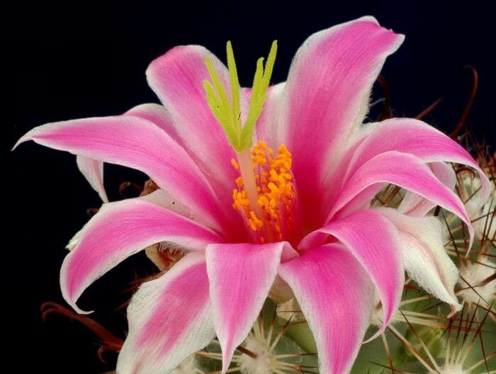 Cochemiea insularis — houseplant care guide