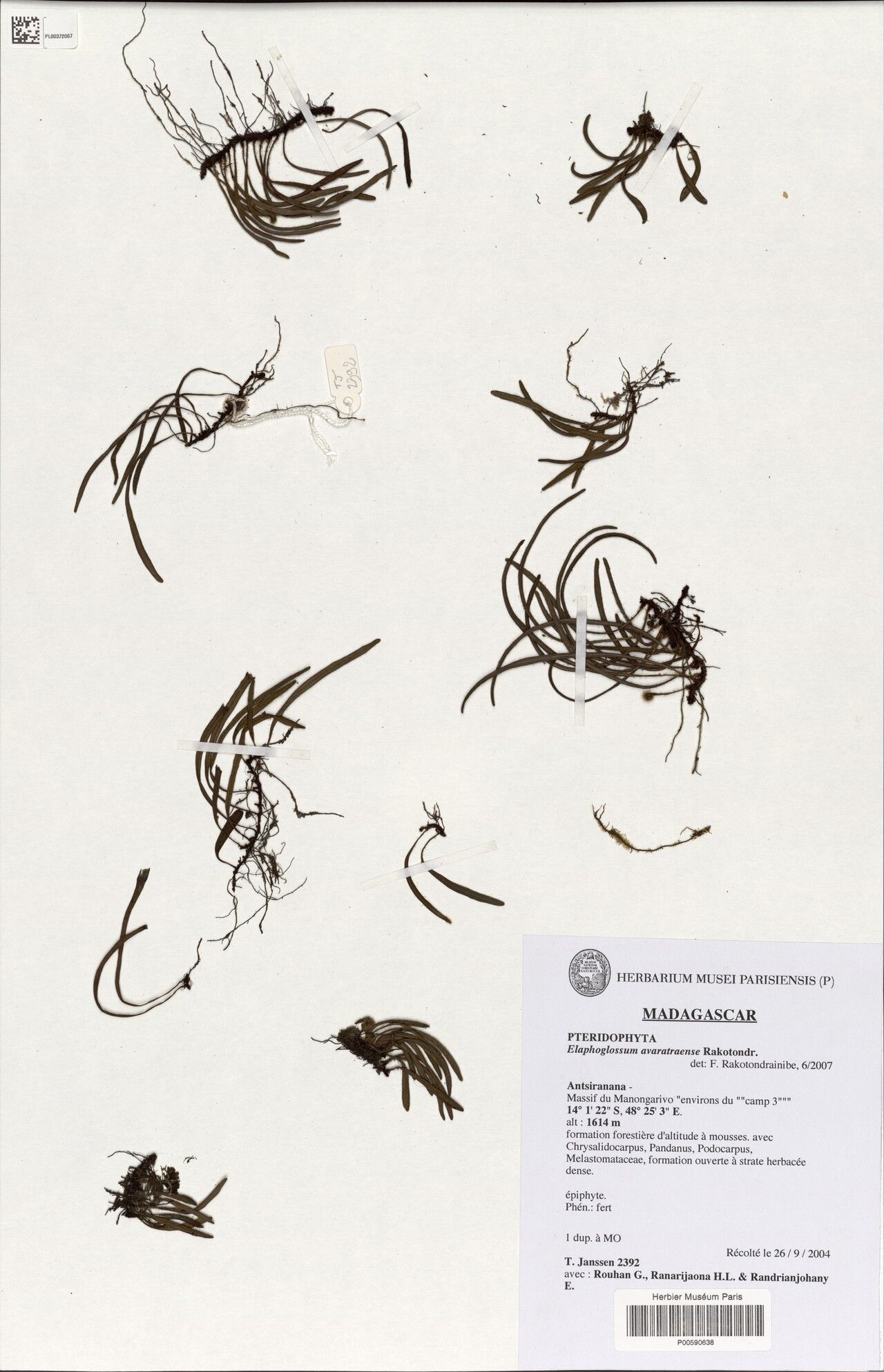 Elaphoglossum avaratraense — houseplant care guide