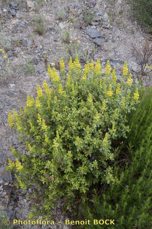 Ononis speciosa habit