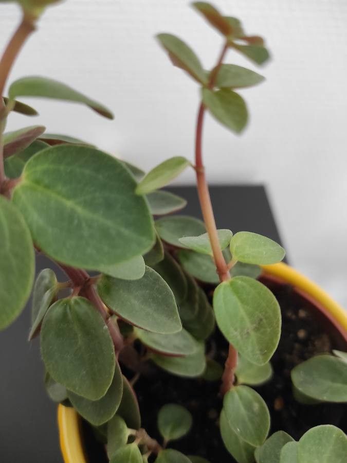Peperomia verticillata bark