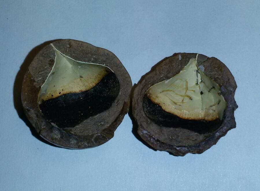 Macadamia ternifolia fruit