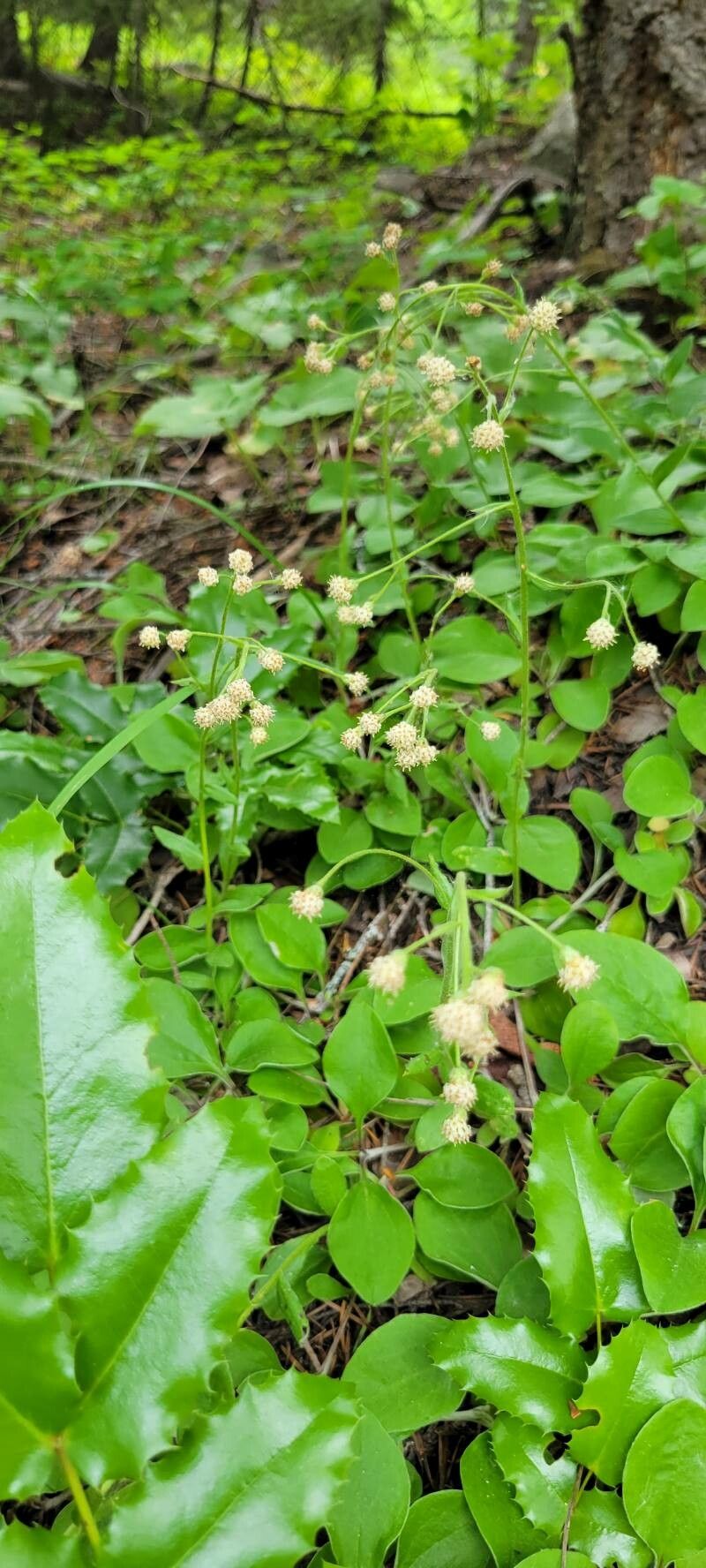 Whipplea modesta flower