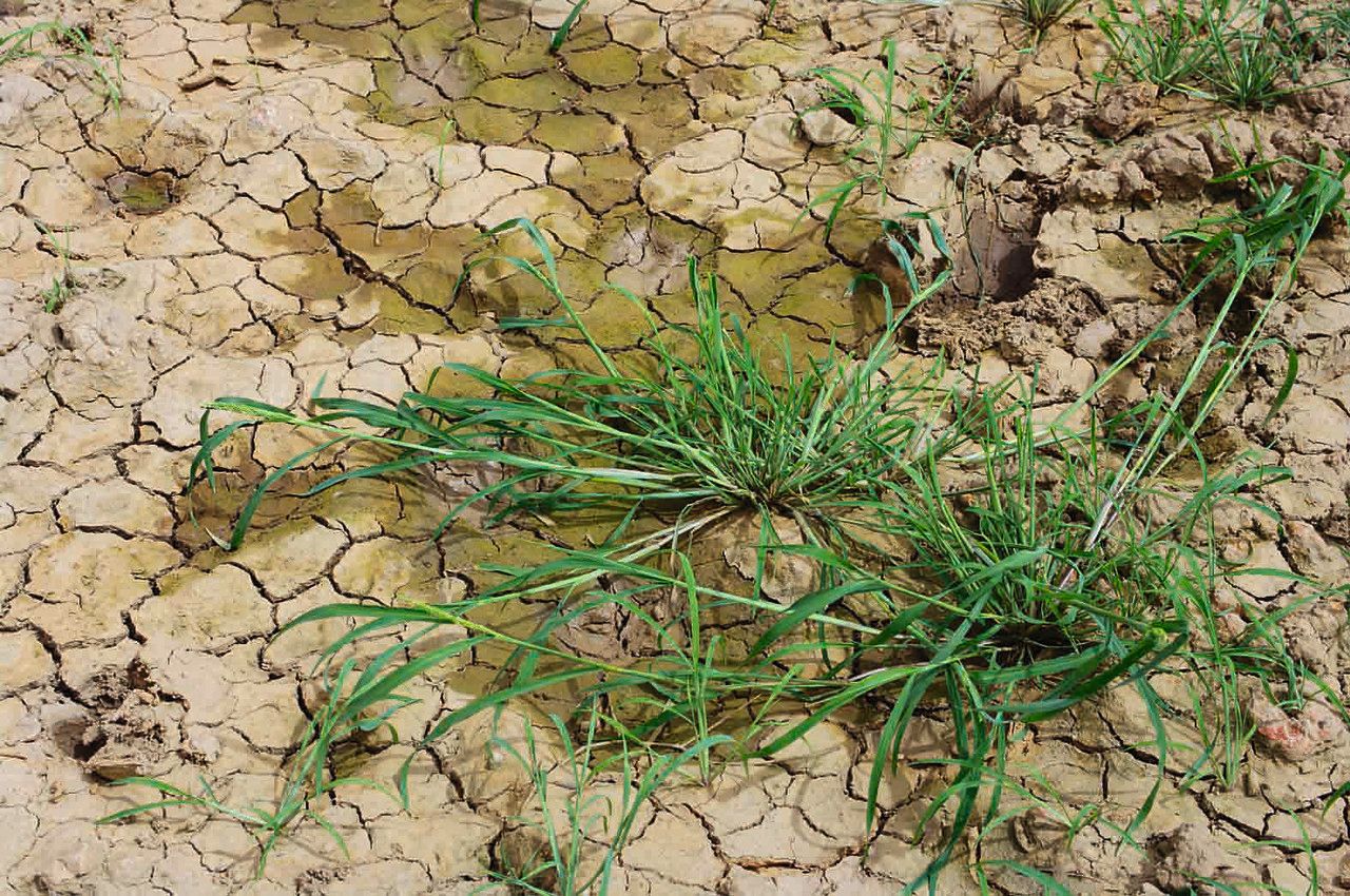 Brachiaria lata habit