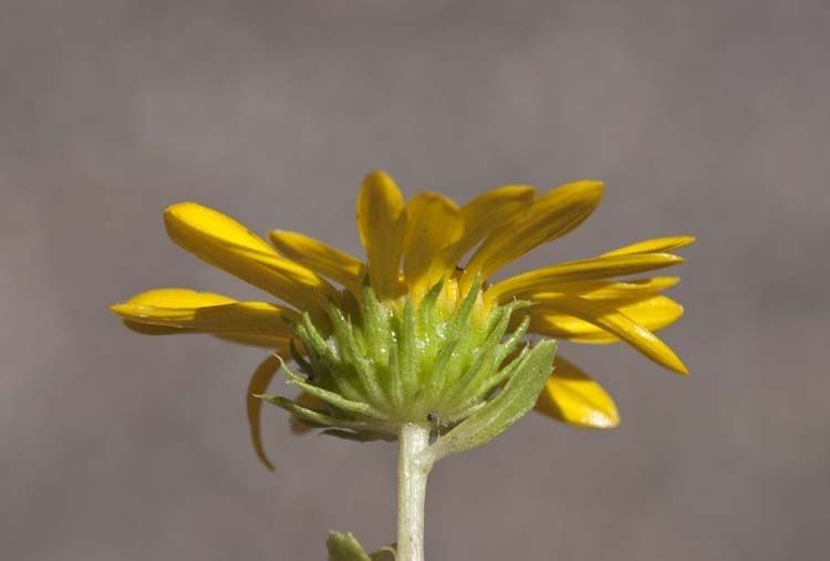 Grindelia arizonica — related species from the same genus
