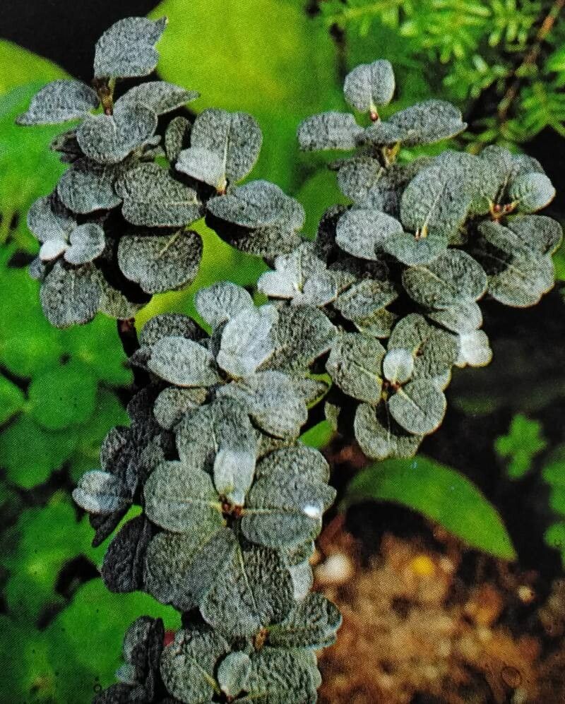 Salix × sibyllina — houseplant care guide