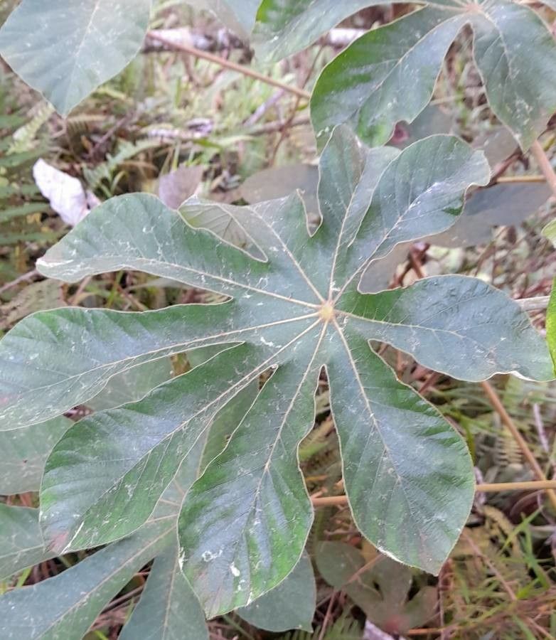 Cecropia pachystachya leaf