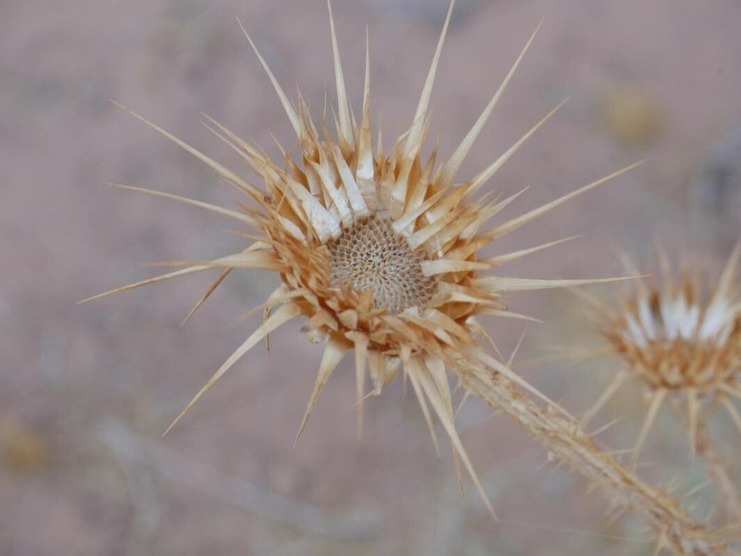 Onopordum alexandrinum — related species from the same genus