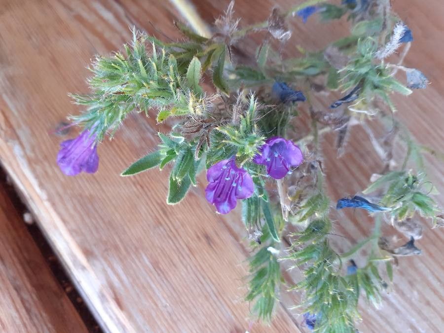 Echium humile — search result for 'Echium'