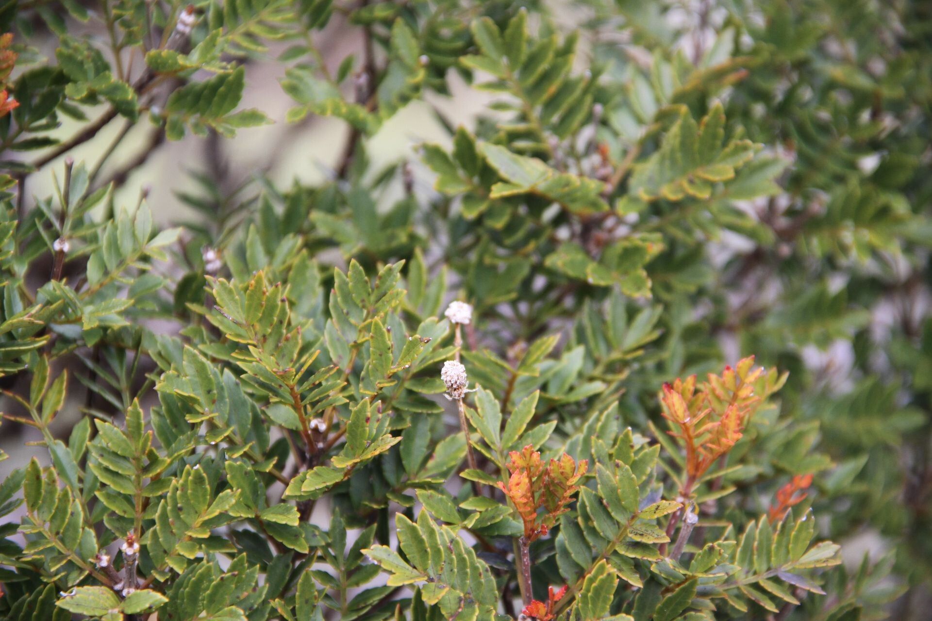 Pancheria multijuga habit