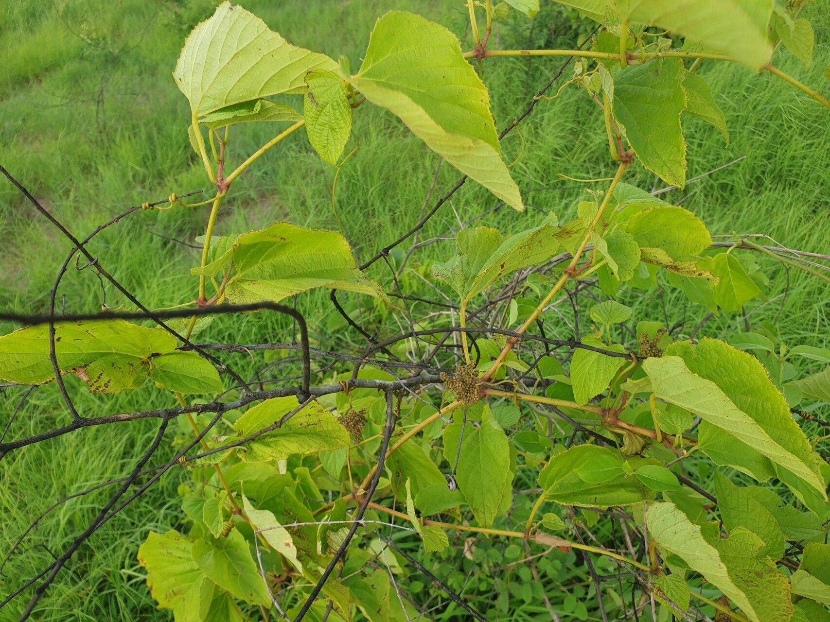 Cissus rhodotricha — houseplant care guide