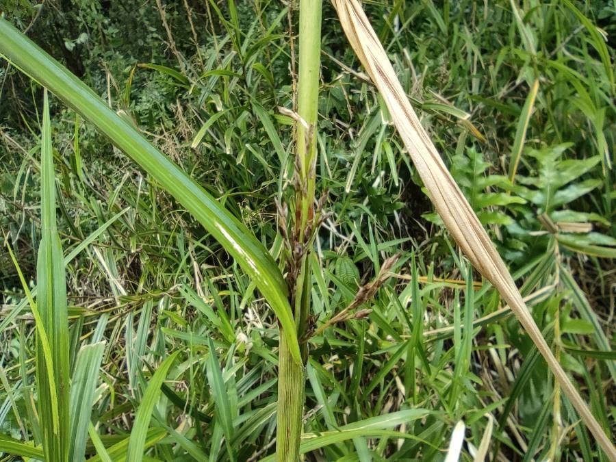 Scleria sieberi fruit