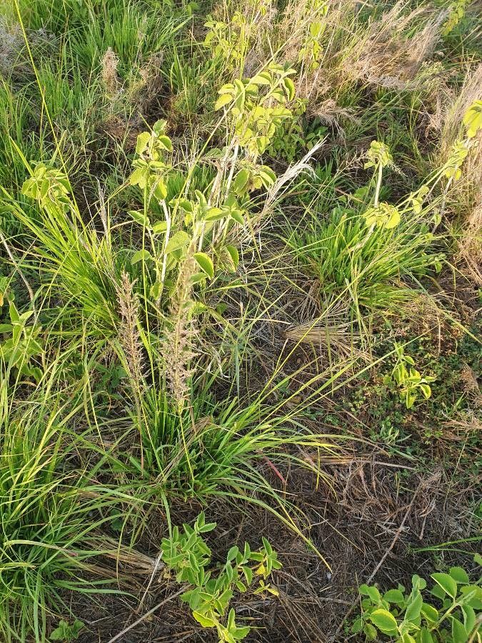 Sporobolus pellucidus flower