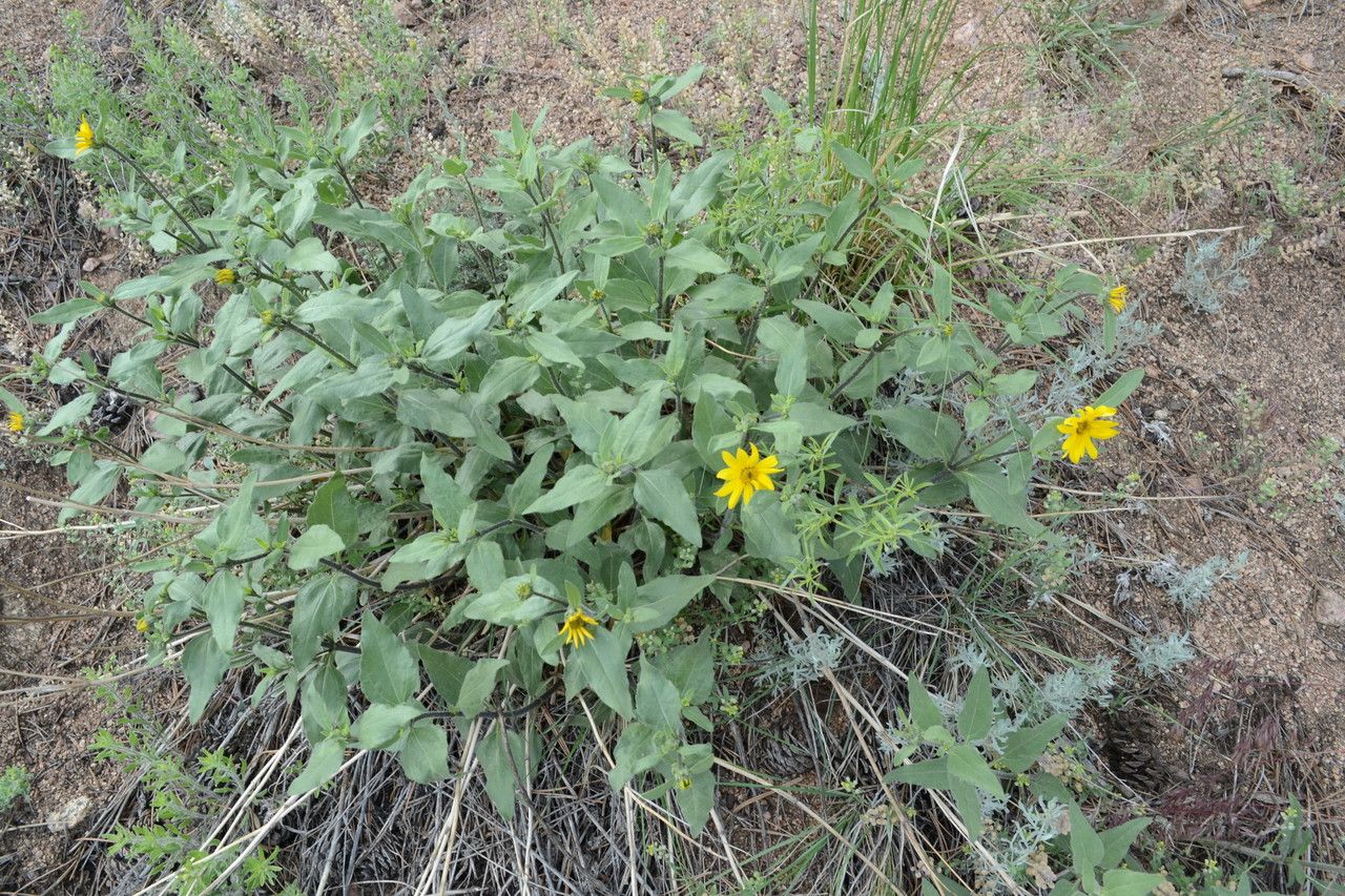 Helianthus pumilus habit