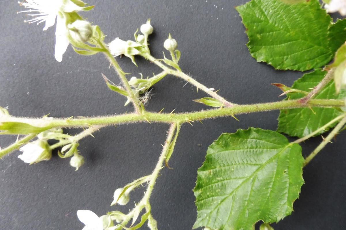 Rubus leightonii flower