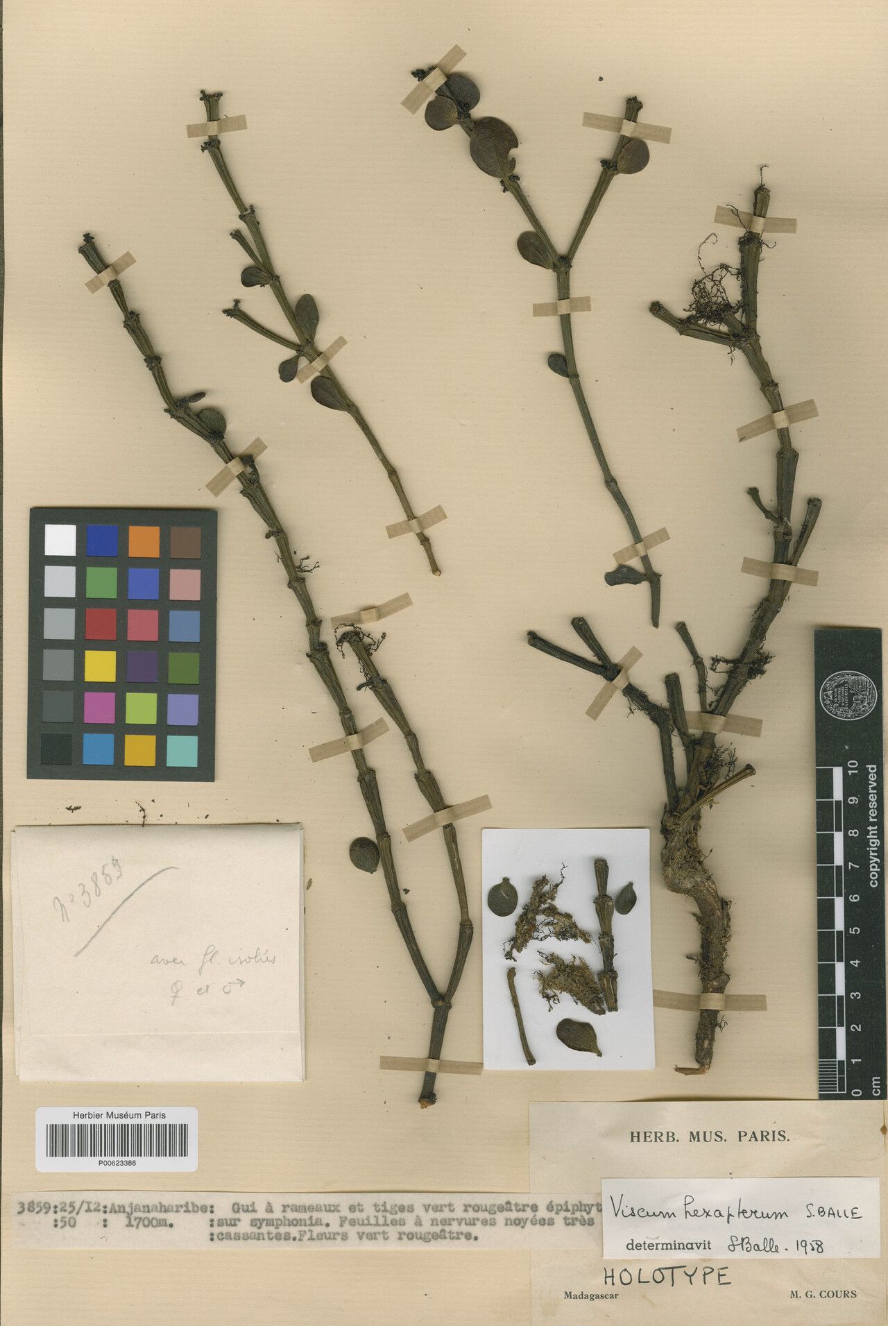 Viscum hexapterum — houseplant care guide