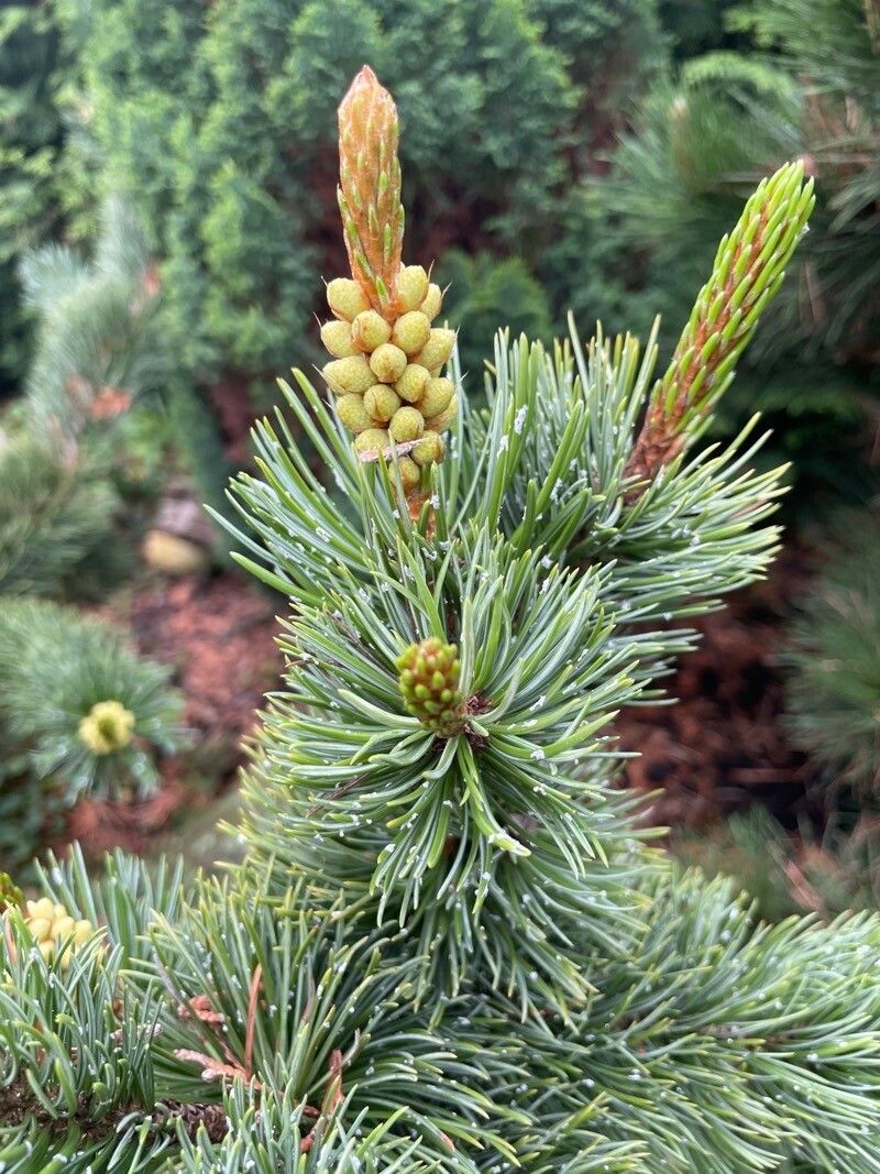 Pinus aristata flower
