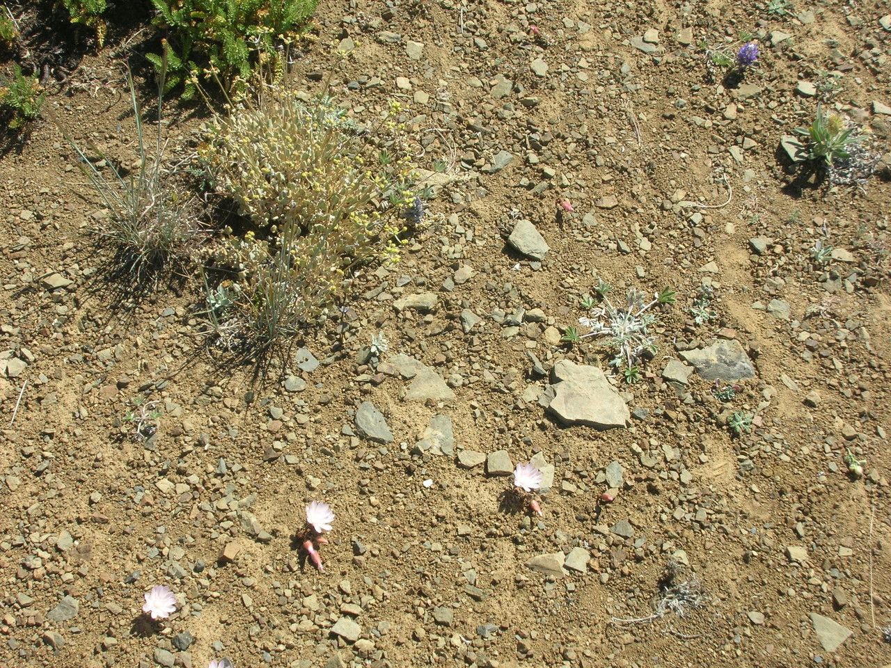 Lewisia rediviva habit