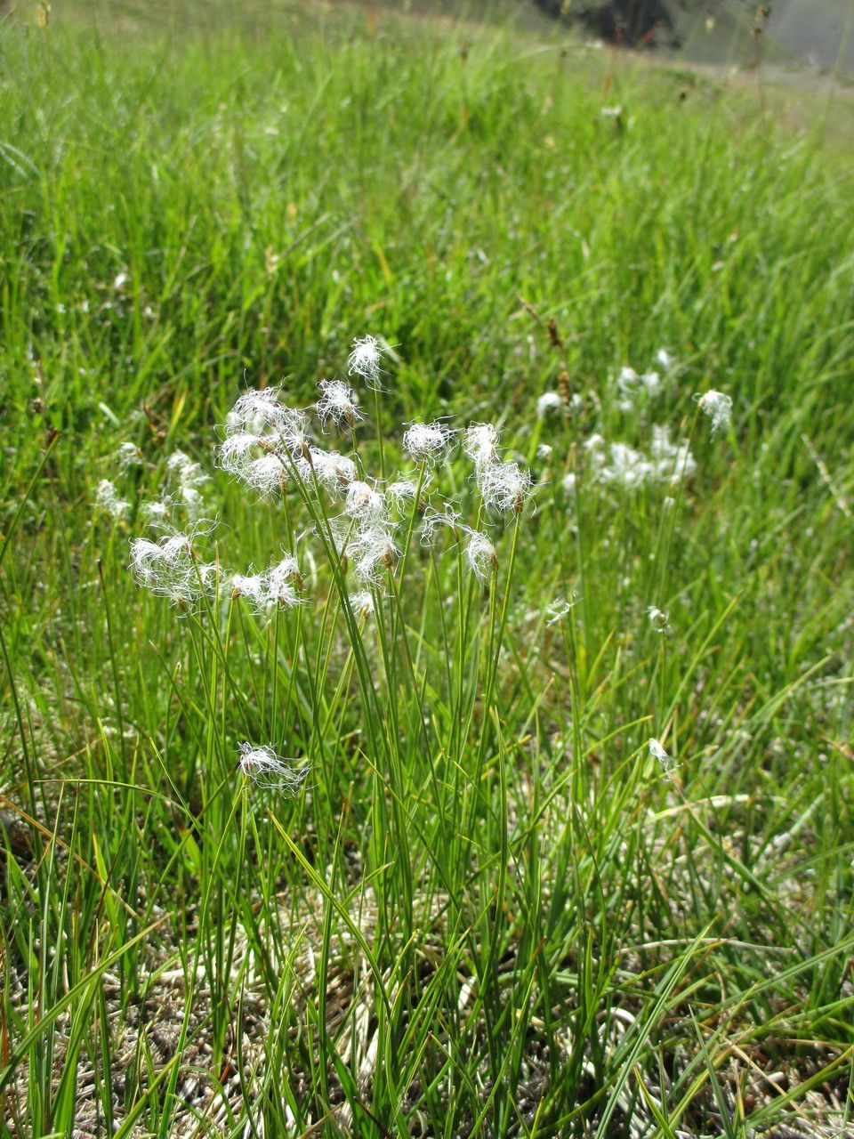 Trichophorum alpinum fruit