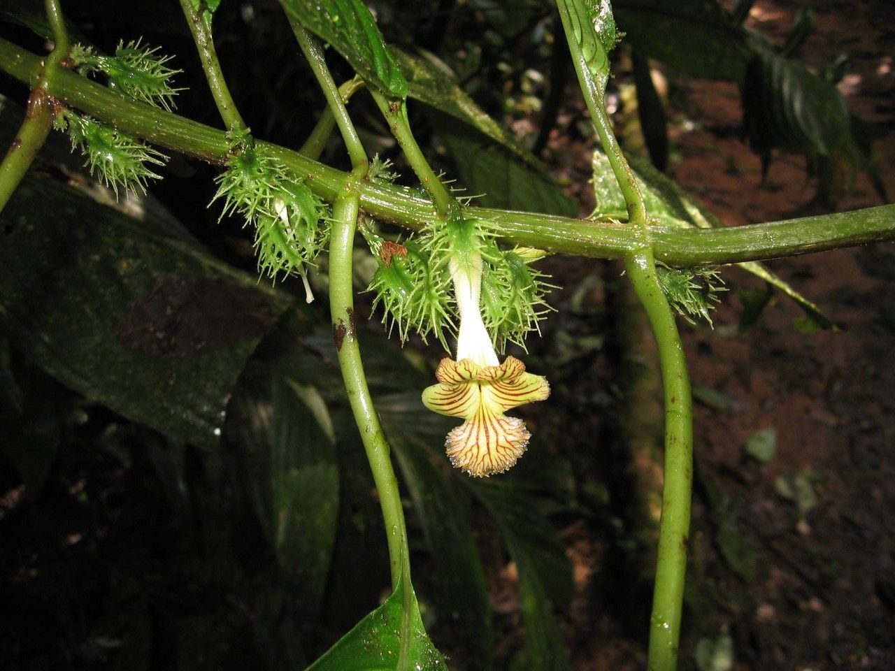 Drymonia fimbriata other