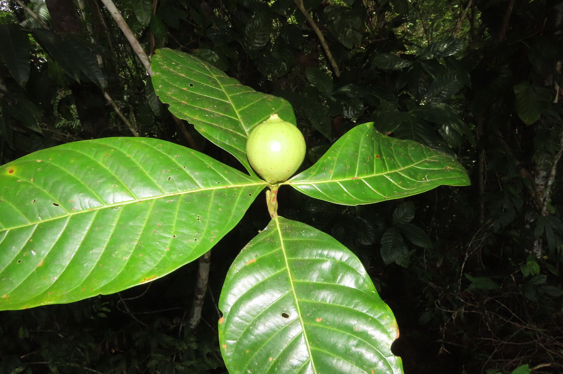 Alibertia atlantica leaf