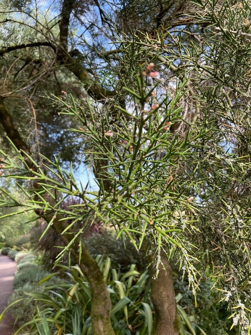 Colletia spinosissima leaf
