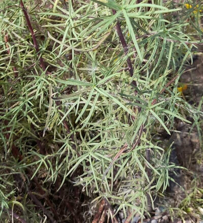 Aldama tukumanensis leaf