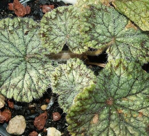 Pelargonium barklyi — houseplant care guide