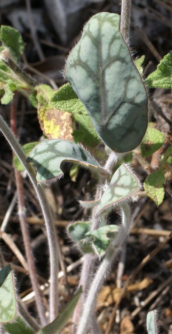 Onobrychis Kabylica leaf