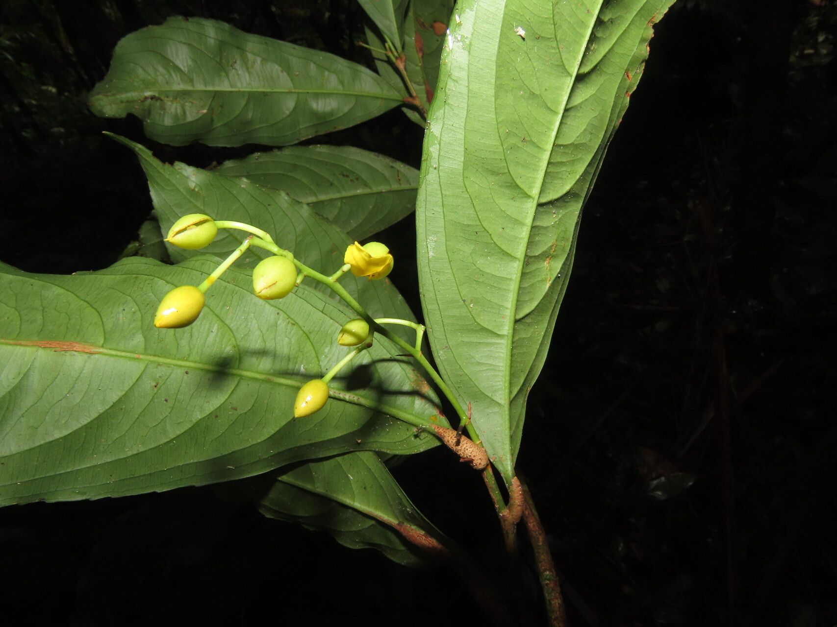 Ouratea prominens flower
