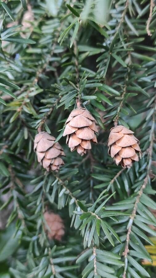 Tsuga heterophylla fruit