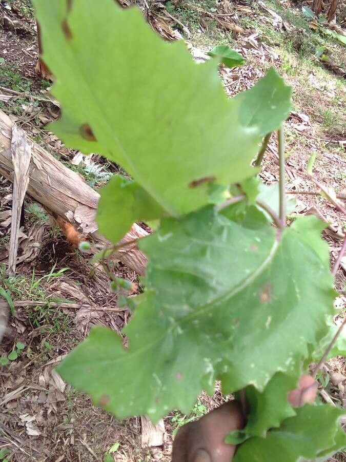 Emilia praetermissa flower