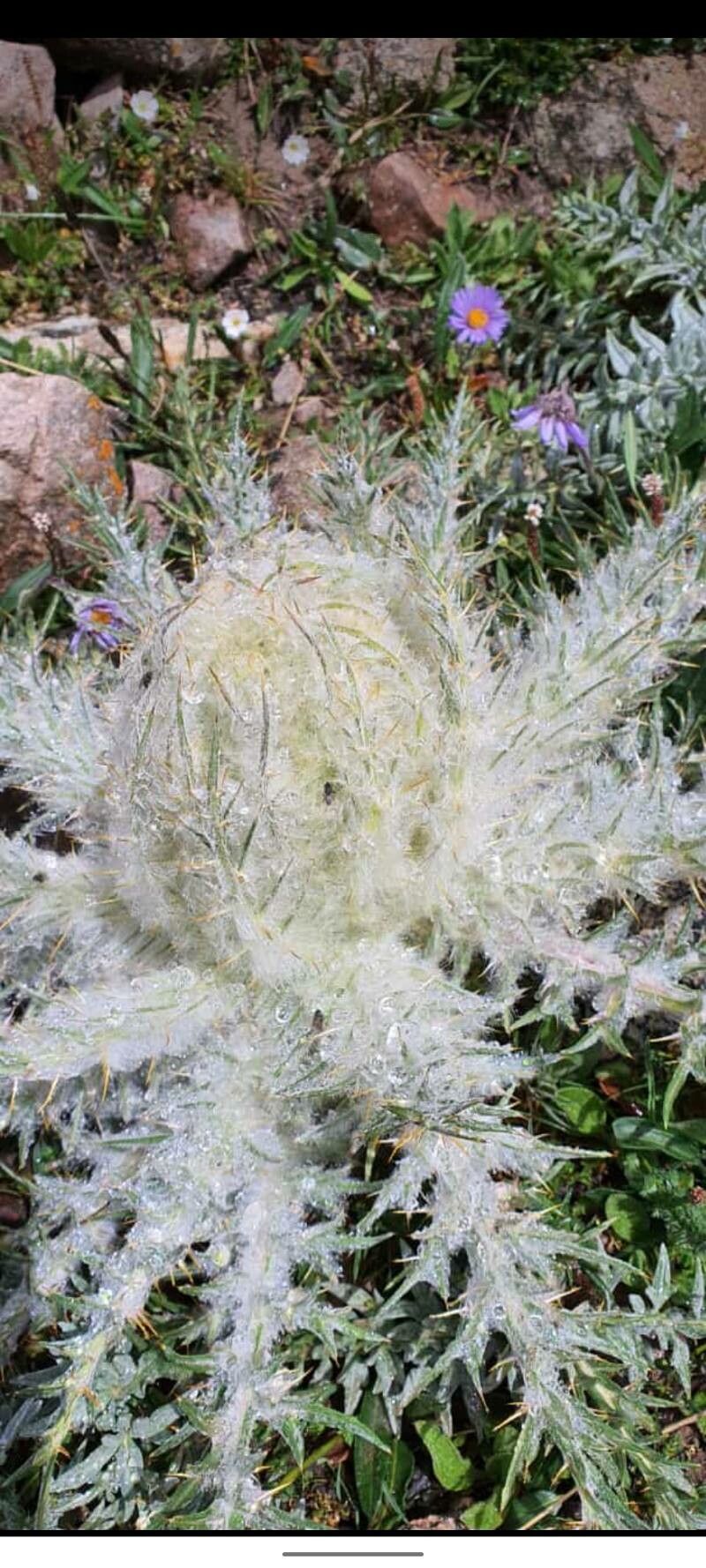 Cirsium foliosum flower