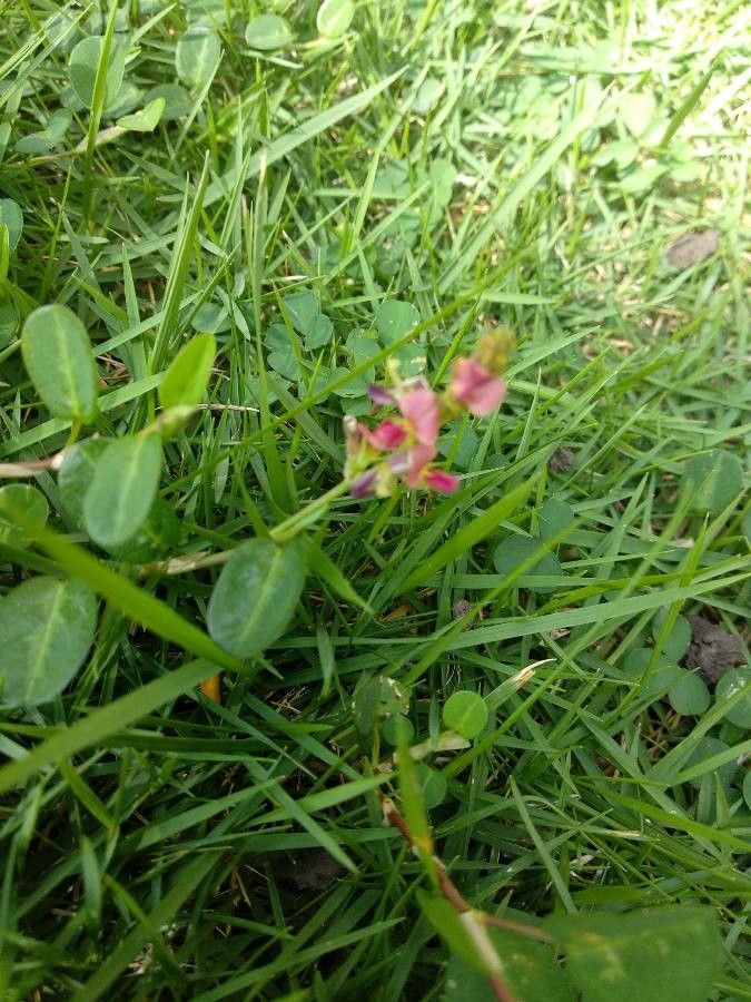 Alysicarpus vaginalis flower