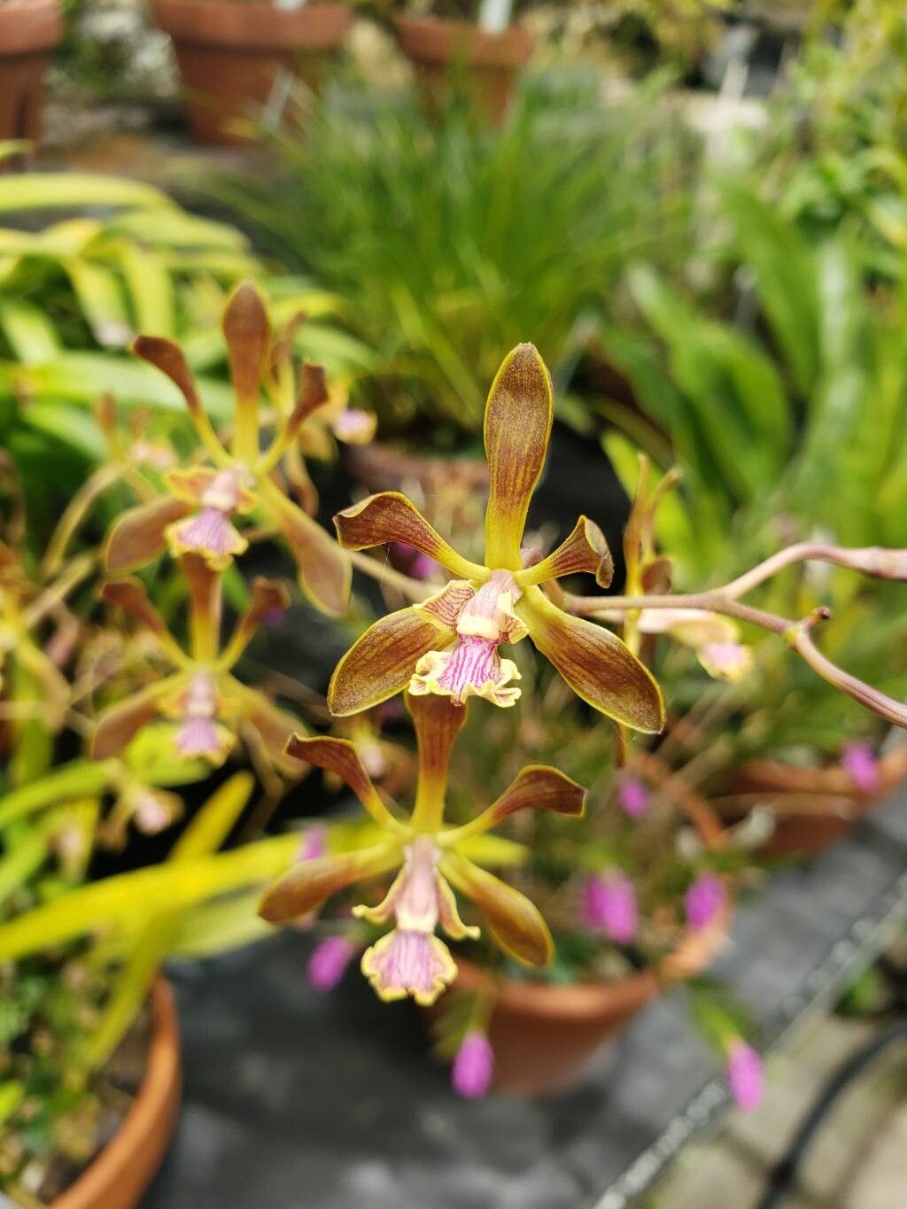 Encyclia plicata flower
