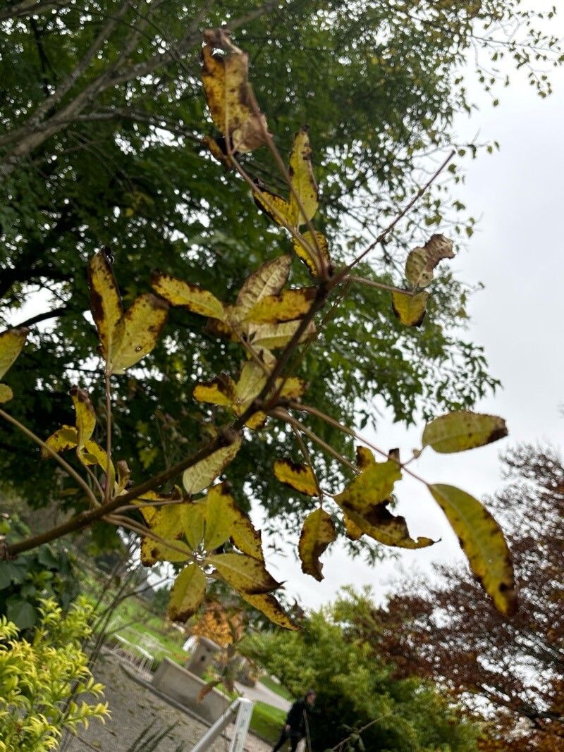 Eleutherococcus leucorrhizus — related species from the same genus