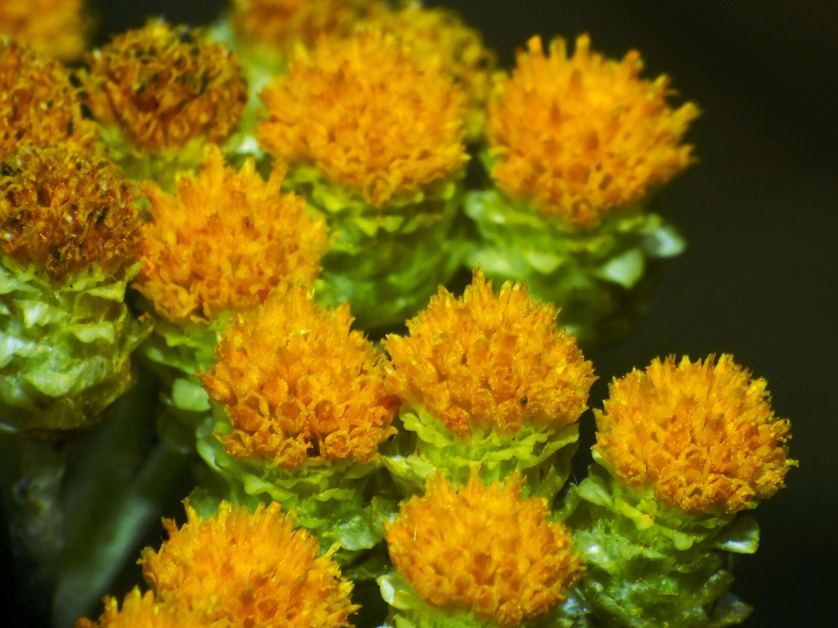 Helichrysum arenarium flower