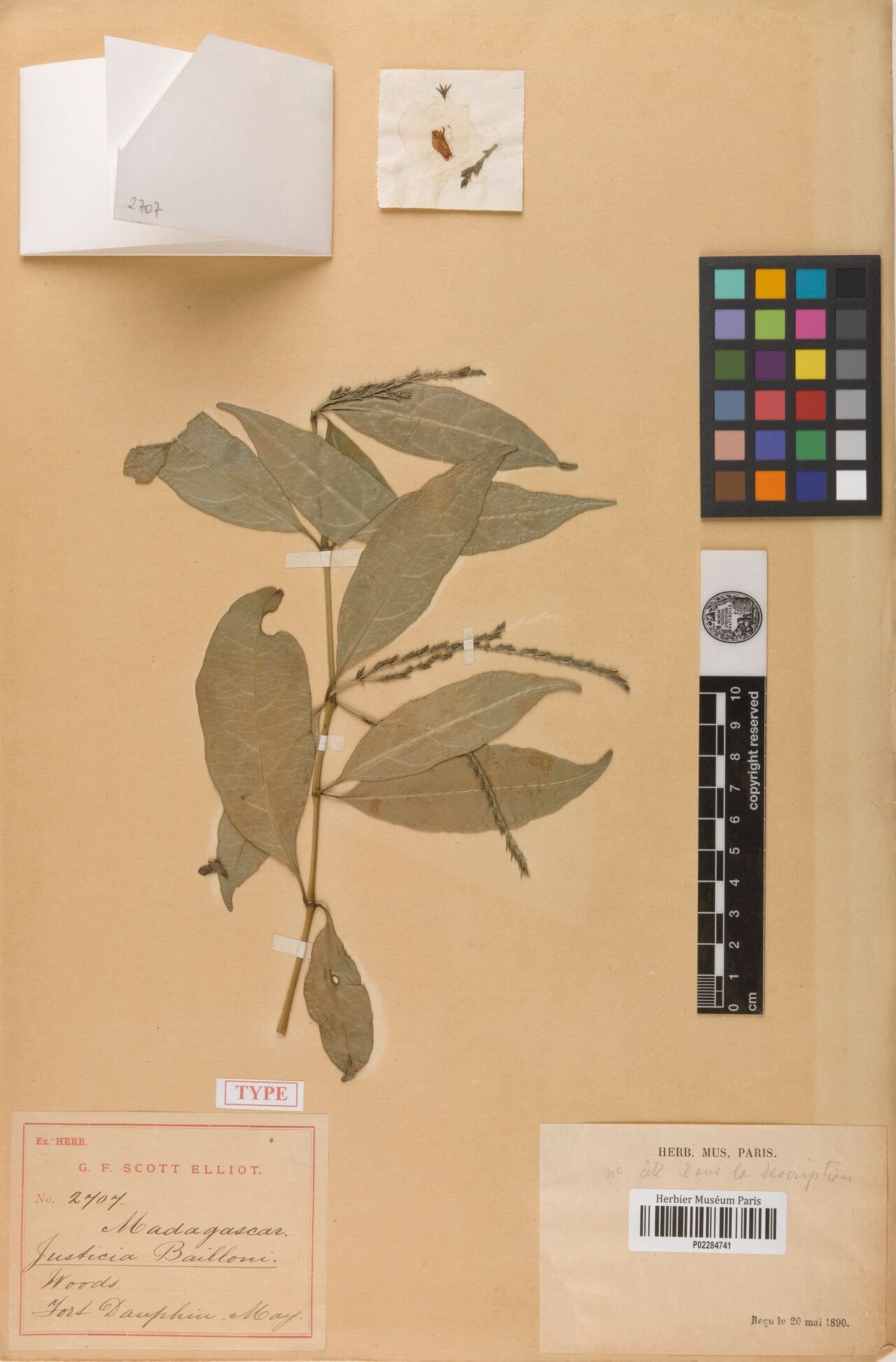 Justicia baillonii — houseplant care guide