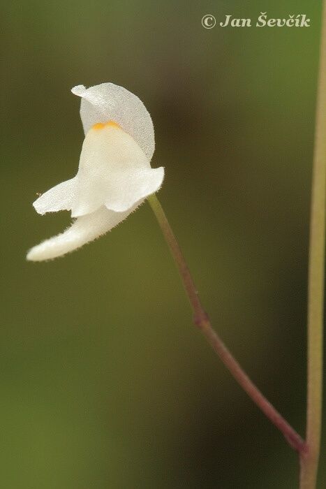 Utricularia amethystina — related species from the same genus