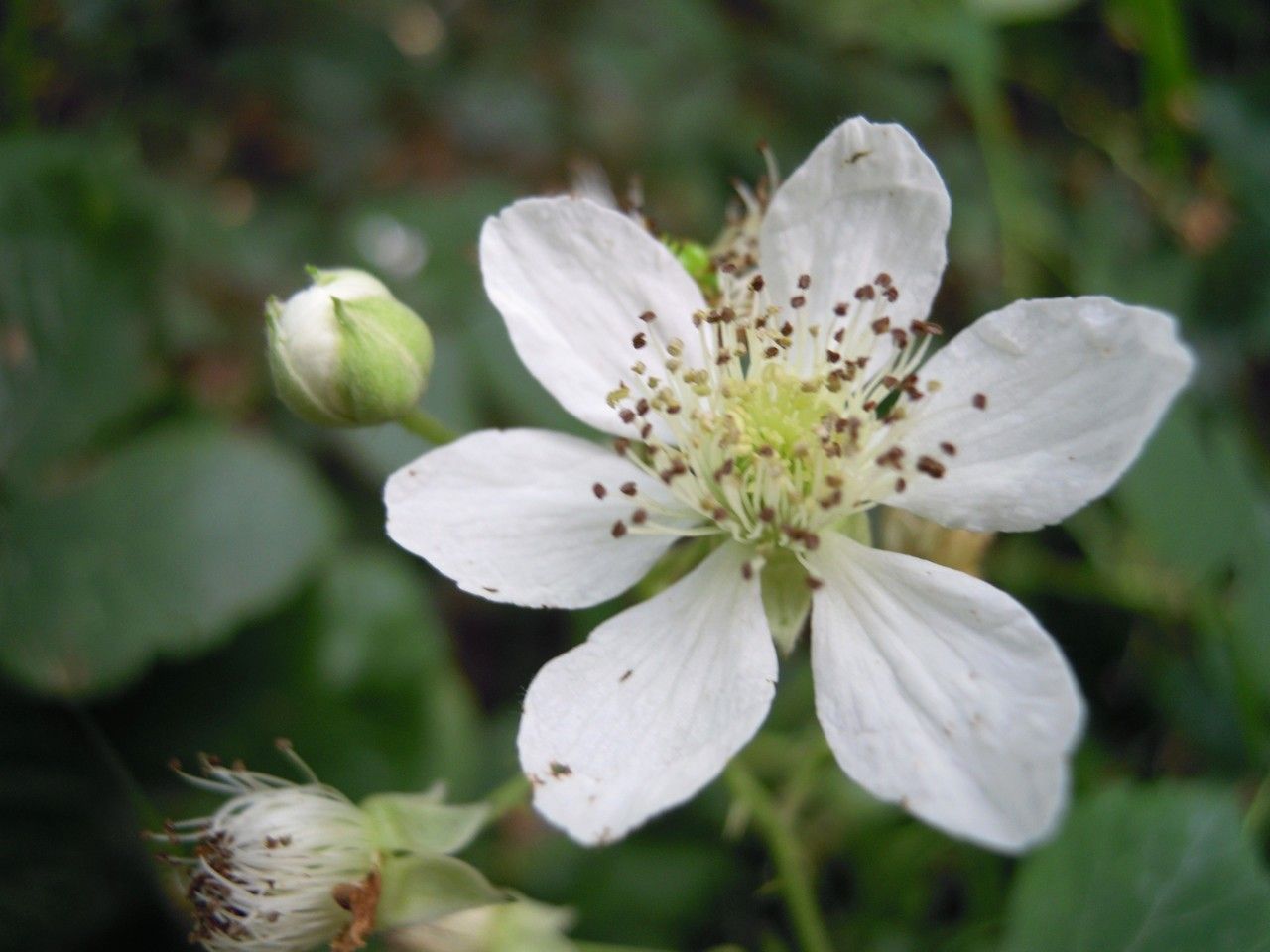 Rubus egregius flower