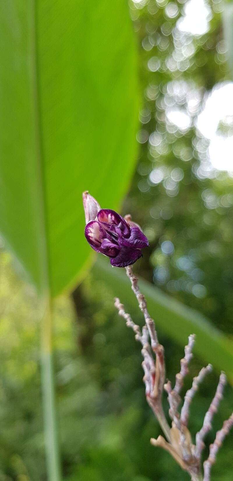 Thalia dealbata flower