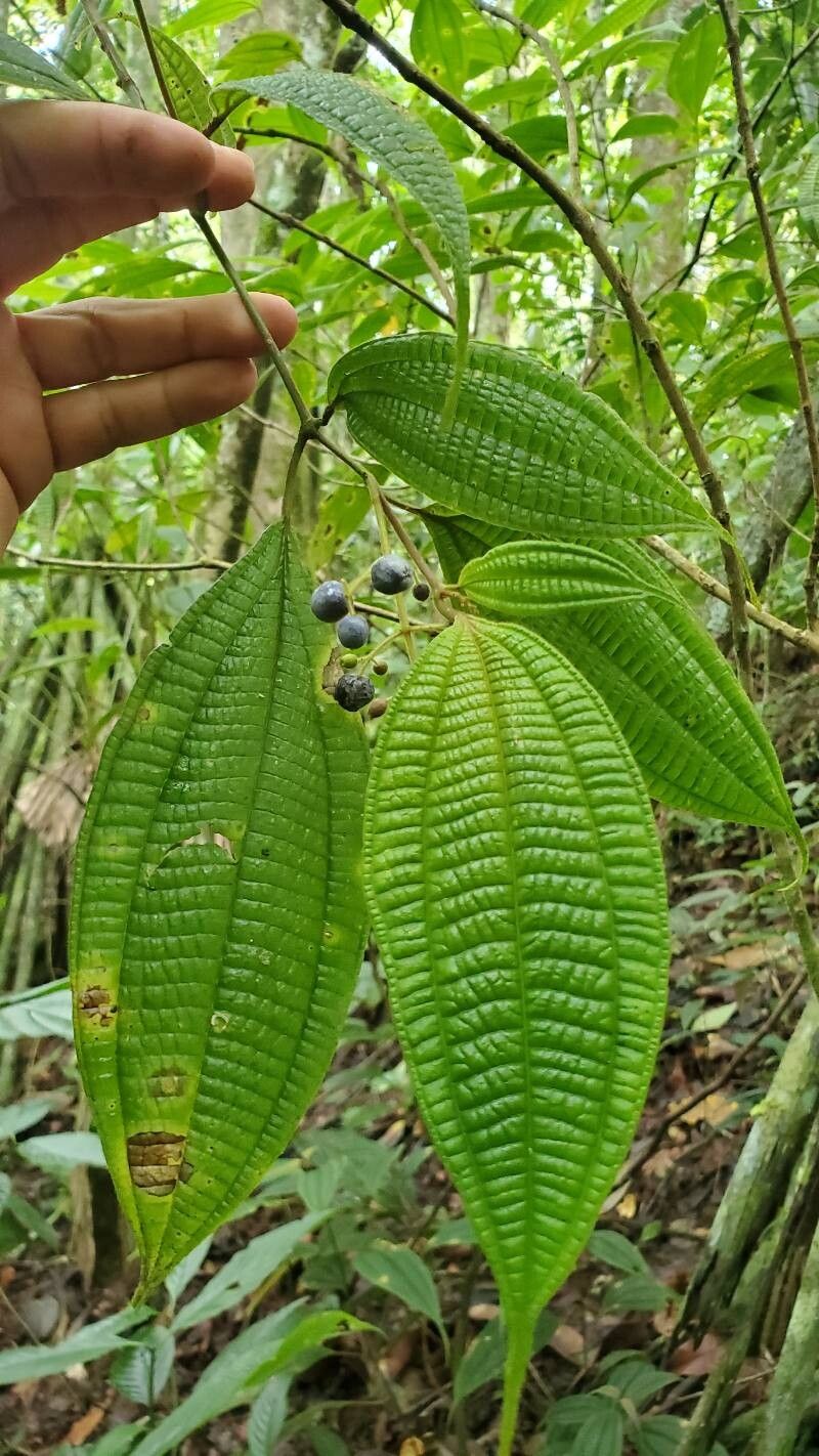 Miconia heteroclita — houseplant care guide