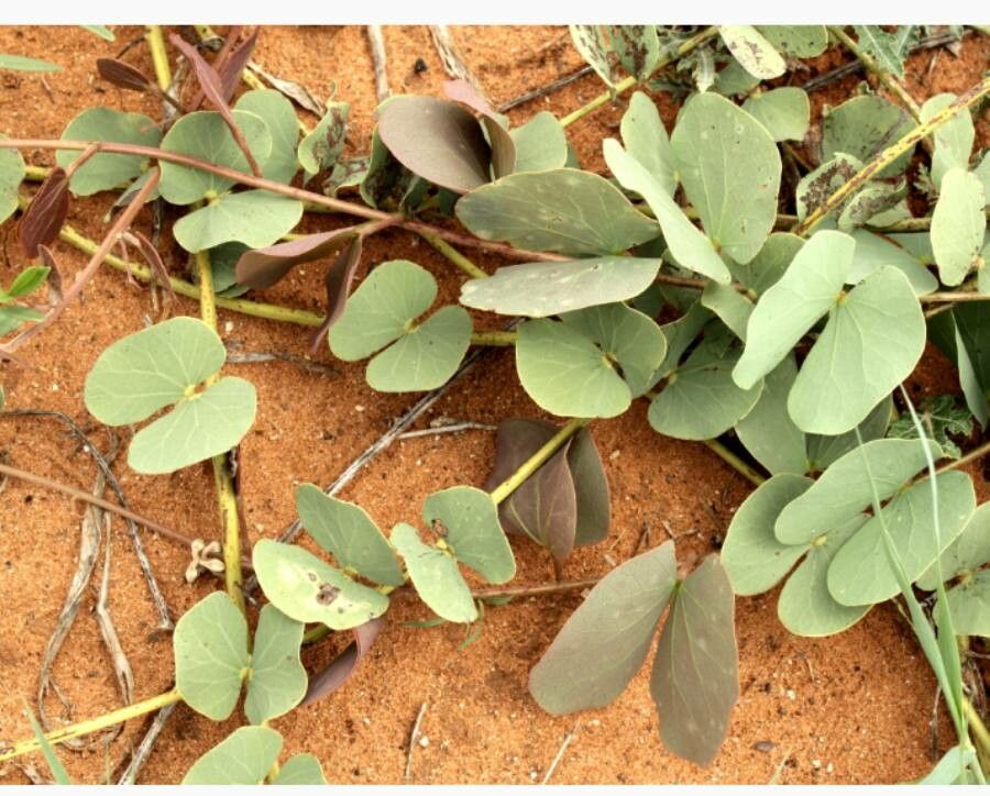 Tylosema esculentum — related species from the same genus