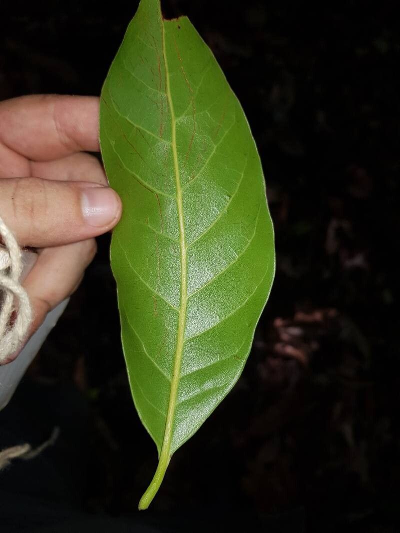Beilschmiedia osacola leaf