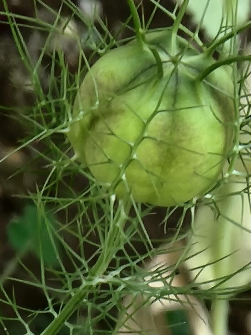 Nigella sativa fruit