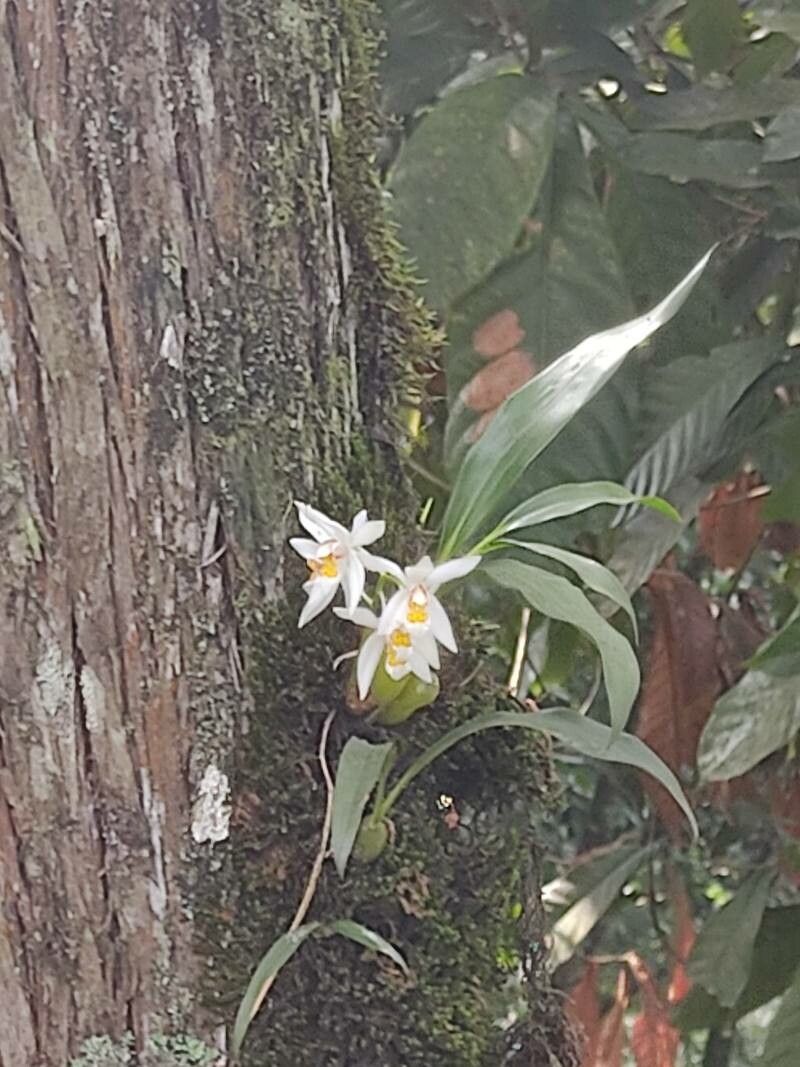 Coelogyne nitida — houseplant care guide